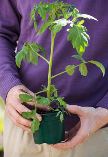 Succeeding in growing tomatoes