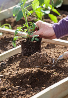 Succeeding in growing tomatoes