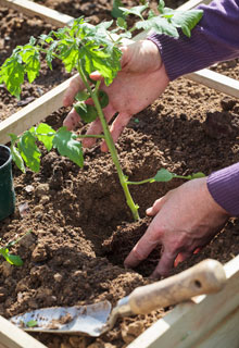 Succeeding in growing tomatoes