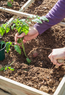 Succeeding in growing tomatoes