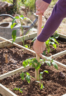 Succeeding in growing tomatoes