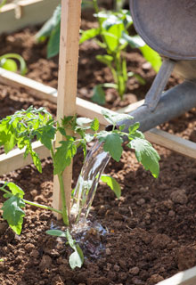 Succeeding in growing tomatoes