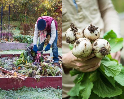 Sow winter vegetables