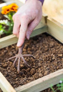 Sow winter vegetables