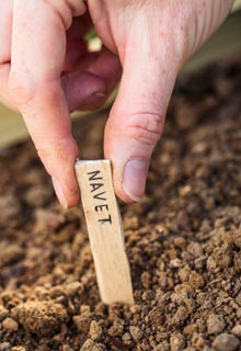 Sow winter vegetables