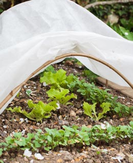 Sow spring vegetables (under cover)