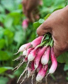 Sow spring vegetables (directly into the ground, in the open air)