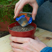 Growing seeds in a pot