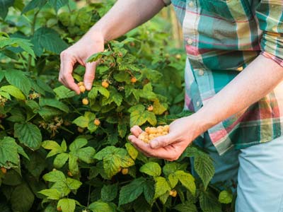 Look after Raspberry bushes