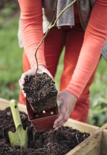 Look after Raspberry bushes