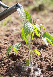 Look after Raspberry bushes