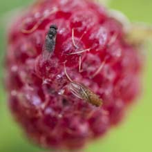 Look after Raspberry bushes
