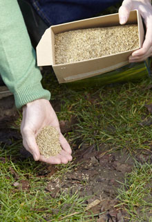 Looking after the lawn in the spring