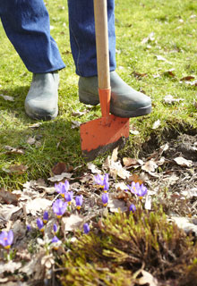 Looking after the lawn in the spring