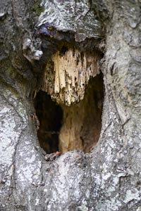 Caring for an injured tree