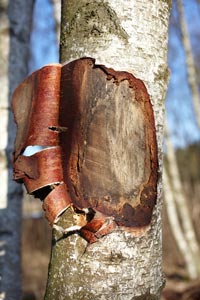 Caring for an injured tree