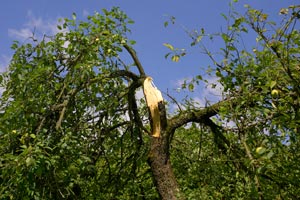 Caring for an injured tree