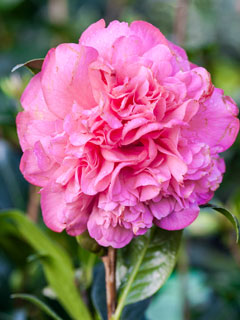 Camellias which have large, double flowers grow slower than other cultivars.