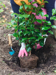 Place the plant ball in the hole, covering it with 3 to 5 cm of soil