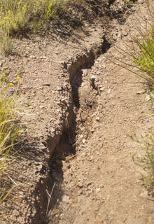 Consolidate an embankment thanks to plants