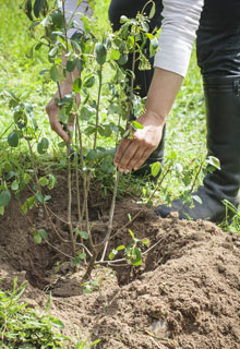 Consolidate an embankment thanks to plants