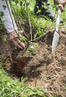 Consolidate an embankment thanks to plants