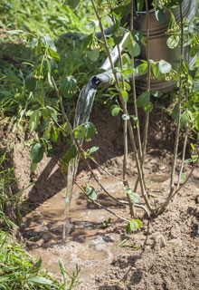 Consolidate an embankment thanks to plants