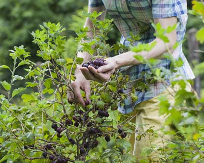 Pruning of the Blackcurrant and Currant bushes