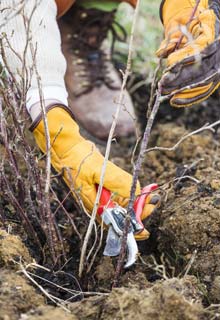 Pruning of the Blackcurrant and Currant bushes