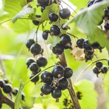 Pruning of the Blackcurrant and Currant bushes