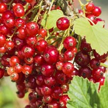 Pruning of the Blackcurrant and Currant bushes