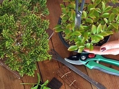 Pruning your bonsai