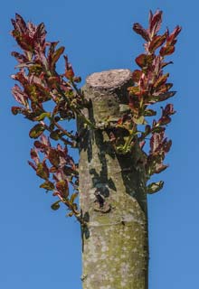 Shape a pollarded tree