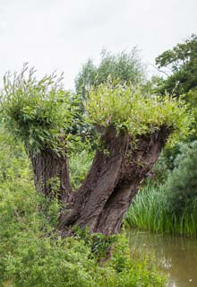 Shape a pollarded tree