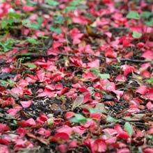 Pruning flowering plants