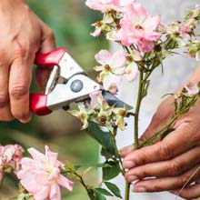 Pruning flowering plants