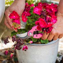 Pruning flowering plants