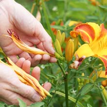 Pruning flowering plants