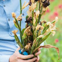 Pruning flowering plants