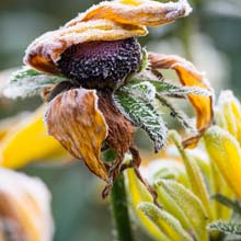 Pruning flowering plants