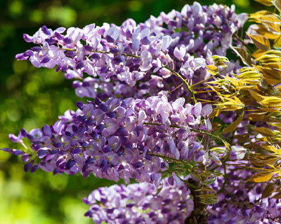 Pruning of the Wisteria