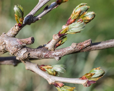 Pruning of the Wisteria