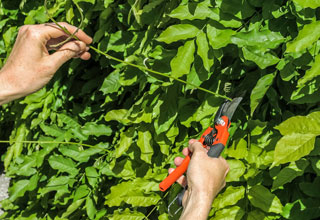 Pruning of the Wisteria