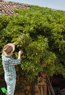 Pruning of the Wisteria