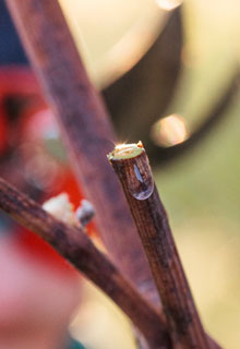 Winter pruning of the climbers producing fruits