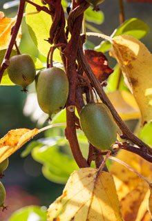 Winter pruning of the climbers producing fruits