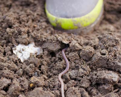 Working the soil in winter