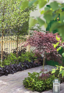 An Acer, for all gardens
