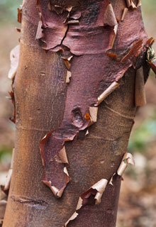 An Acer, for all gardens