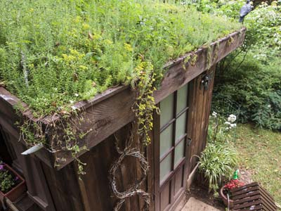 Create a green roof